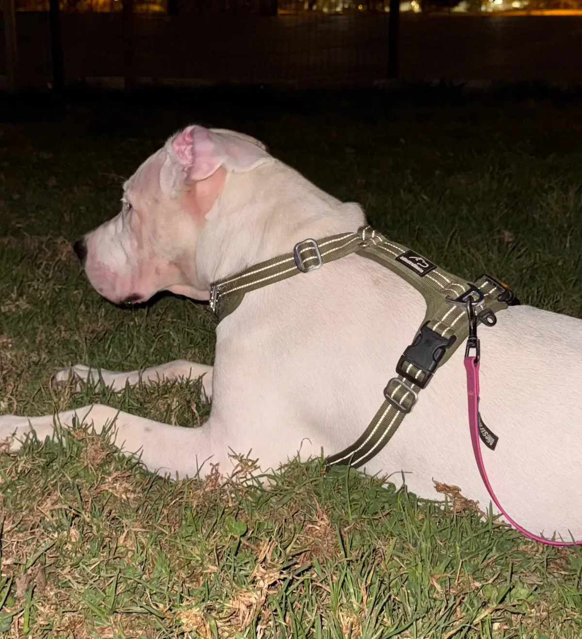 Arnés en Y reflectante para perros de noche: Kairi tumbada en la hierba con el arnés verde militar y las tiras devolviendo la luz